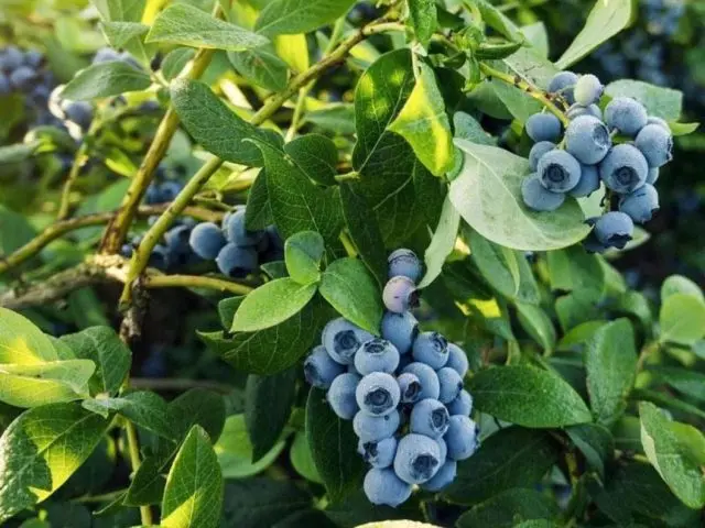 How to plant blueberry seeds: what seeds look like, photo, video