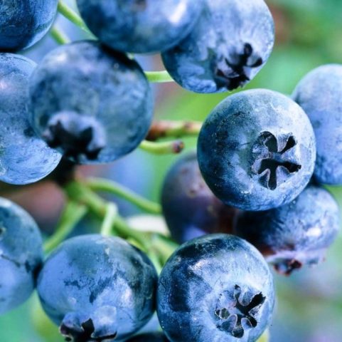 How to plant blueberry seeds: what seeds look like, photo, video