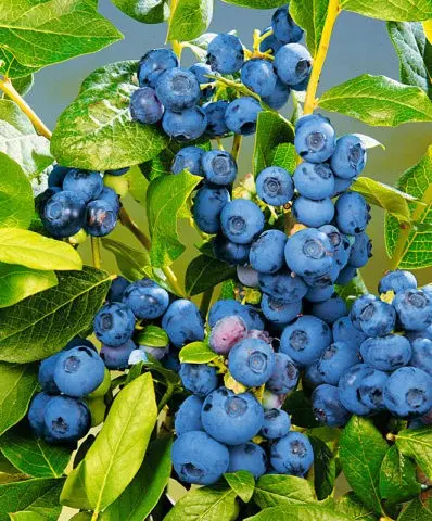 How to plant blueberry seeds: what seeds look like, photo, video