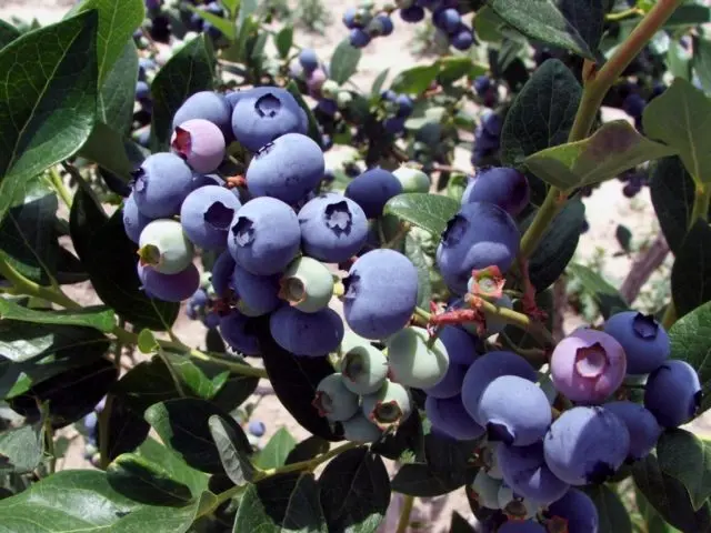 How to plant blueberry seeds: what seeds look like, photo, video