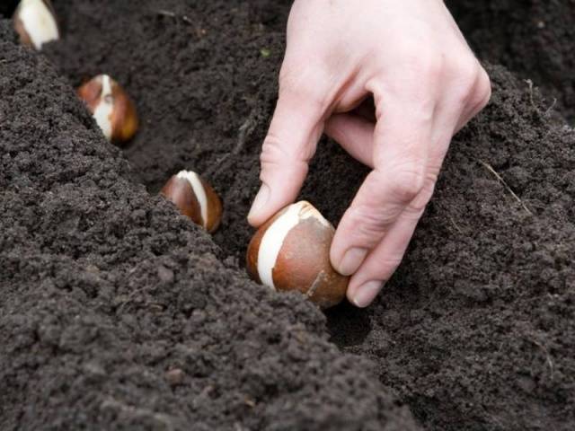 How to plant bulbous flowers in autumn