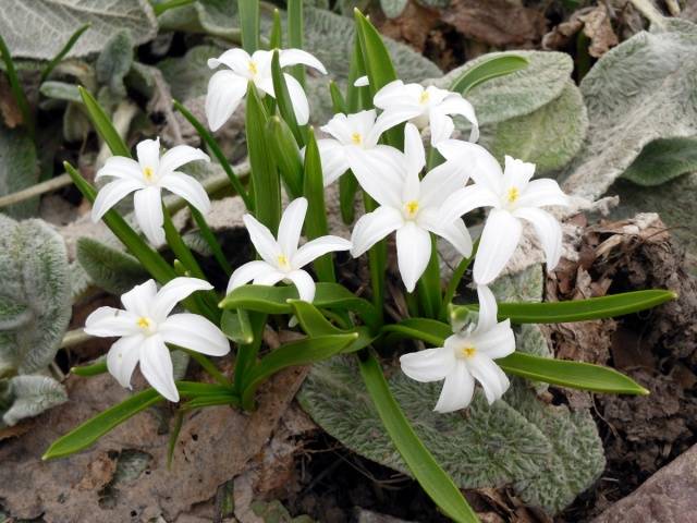 How to plant bulbous flowers in autumn