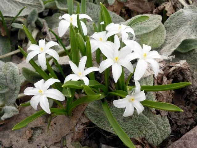 How to plant bulbous flowers in autumn