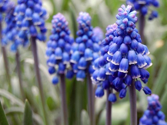 How to plant bulbous flowers in autumn