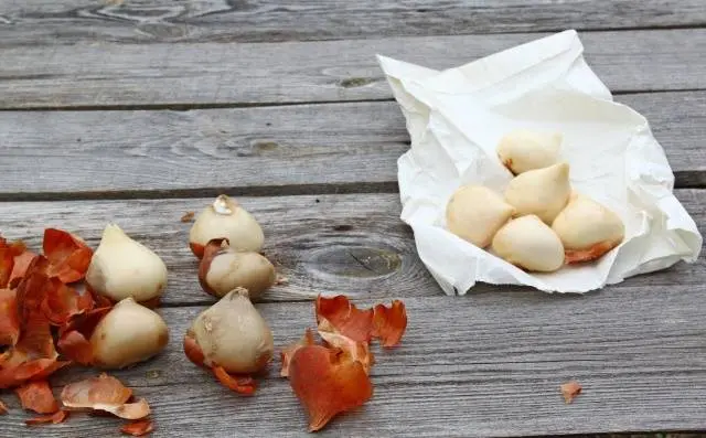 How to plant bulbous flowers in autumn