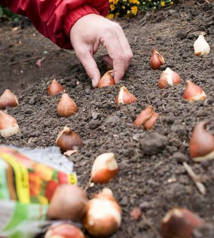 How to plant bulbous flowers in autumn