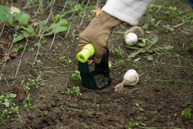 How to plant bulbous flowers in autumn