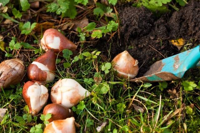 How to plant bulbous flowers in autumn