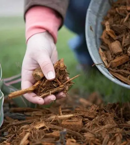 How to plant bulbous flowers in autumn