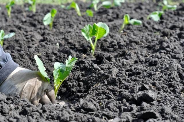 How to plant cabbage in open ground with seedlings