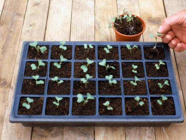 How to plant cabbage in open ground with seedlings