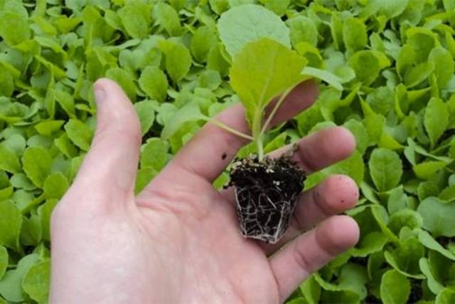 How to plant cabbage in open ground with seedlings