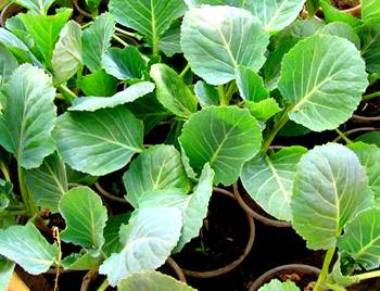 How to plant cabbage in open ground with seedlings