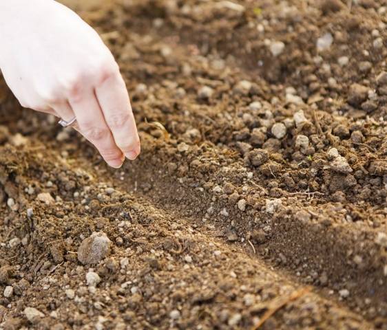 How to plant cabbage in open ground with seedlings