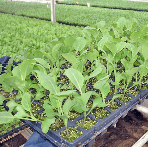 How to plant cabbage in open ground with seedlings