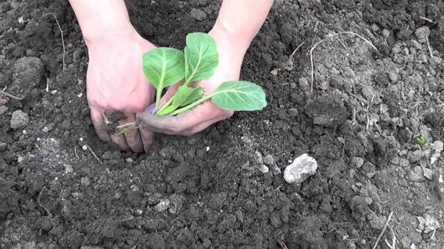 How to plant cabbage in open ground with seedlings