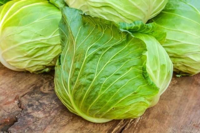 How to plant cabbage in open ground with seedlings