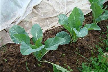 How to plant cabbage in open ground with seedlings