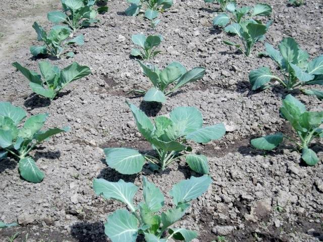 How to plant cabbage in open ground with seedlings