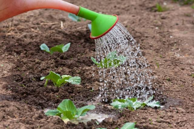 How to plant cabbage in open ground with seedlings