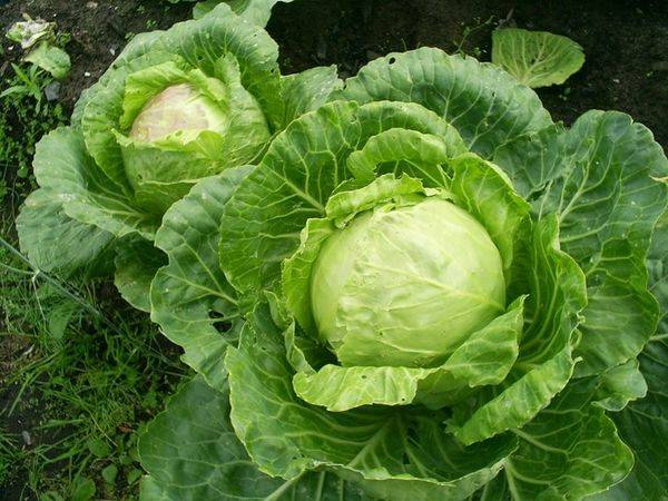 How to plant cabbage in open ground with seedlings