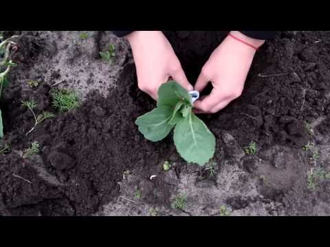 How to plant cabbage in open ground with seedlings