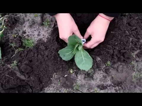 How to plant cabbage in open ground with seedlings