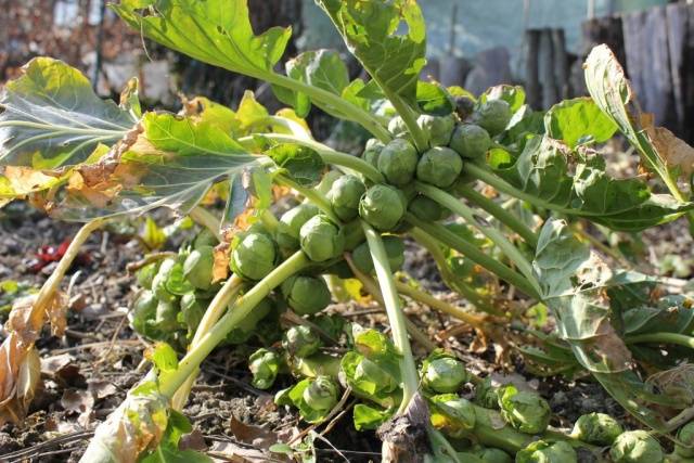 How to plant cabbage in open ground with seedlings