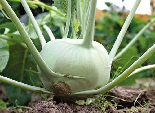 How to plant cabbage in open ground with seedlings