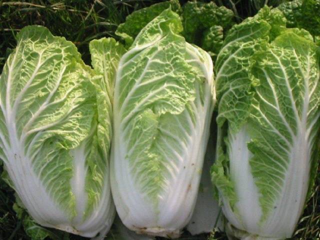 How to plant cabbage in open ground with seedlings