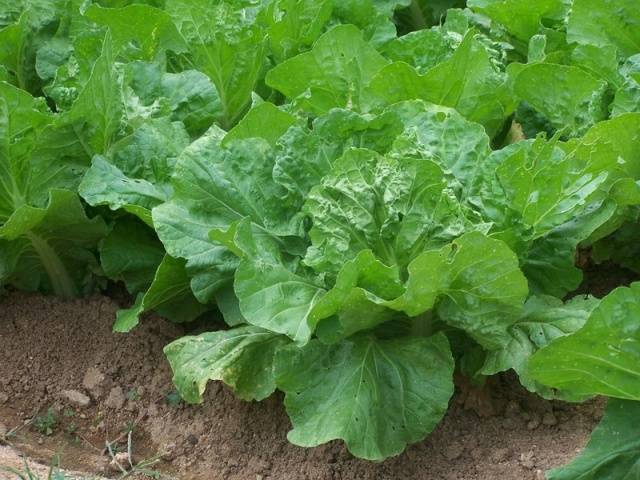 How to plant cabbage in open ground with seedlings