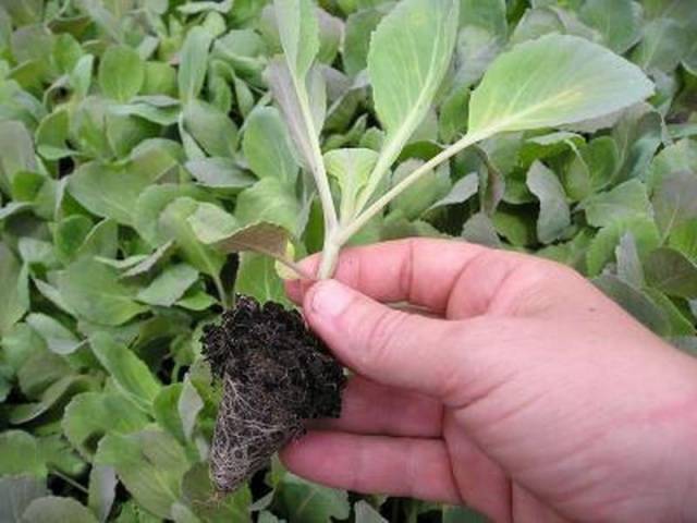 How to plant cabbage in open ground with seedlings