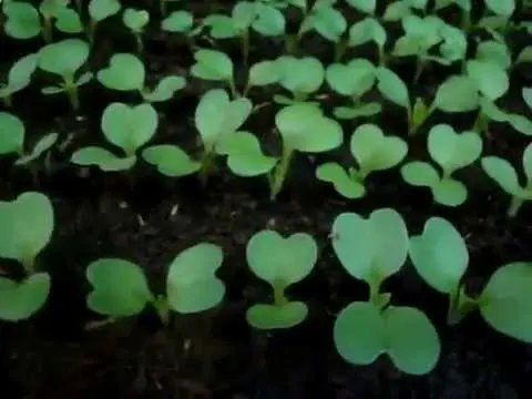 How to plant cabbage seedlings at home