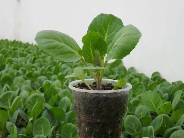 How to plant cabbage seedlings at home