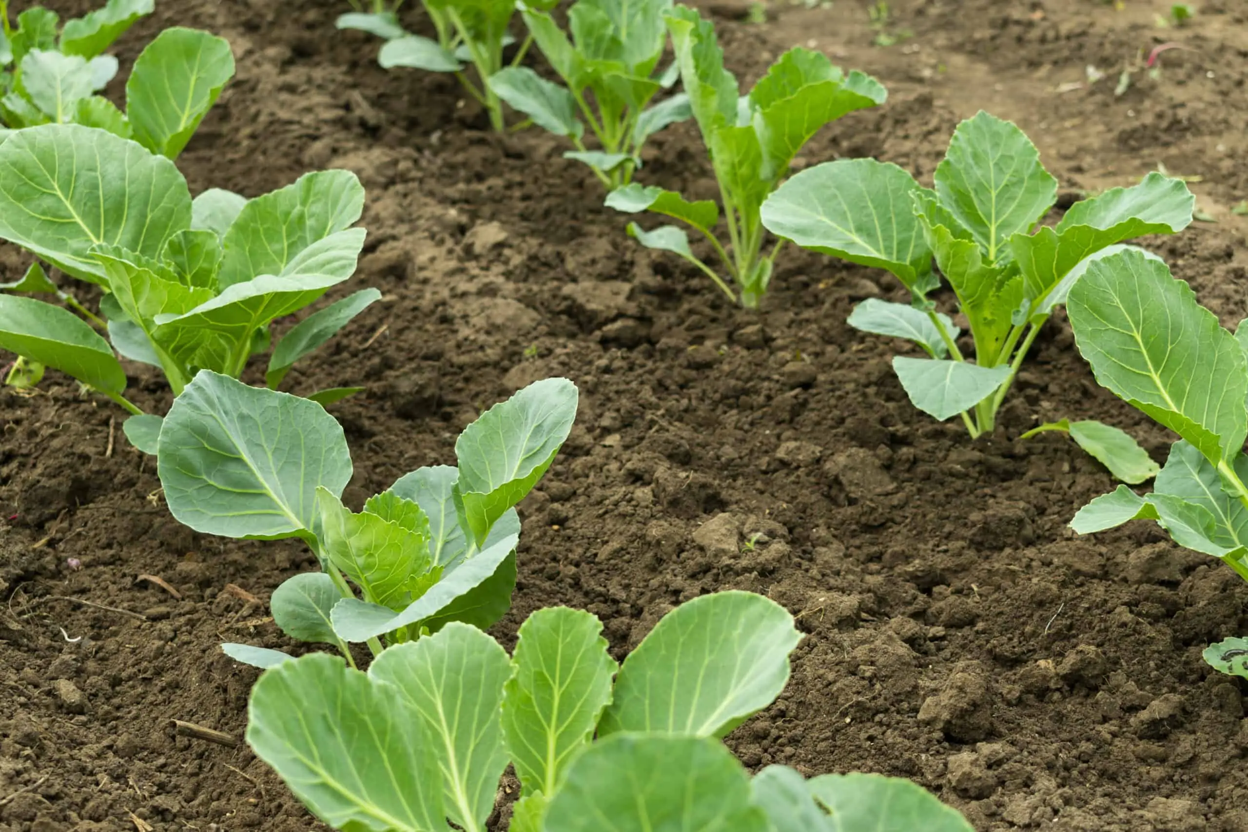 How to plant cabbage seedlings at home