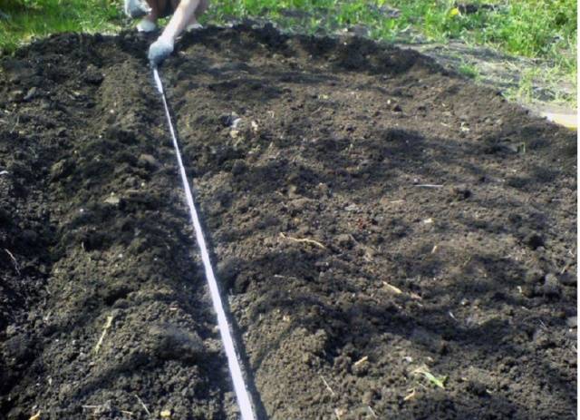 How to plant carrots on toilet paper 