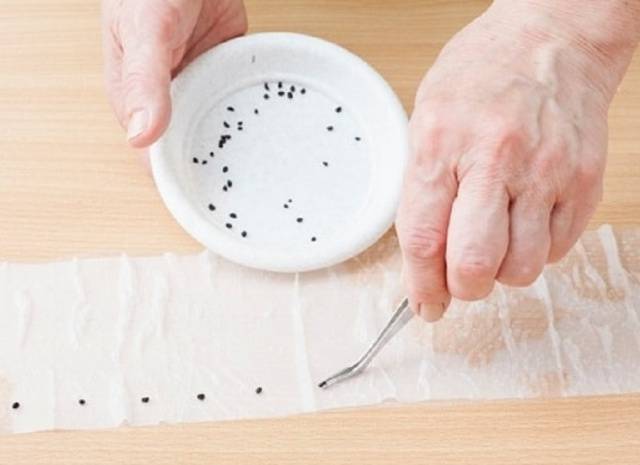 How to plant carrots on toilet paper 