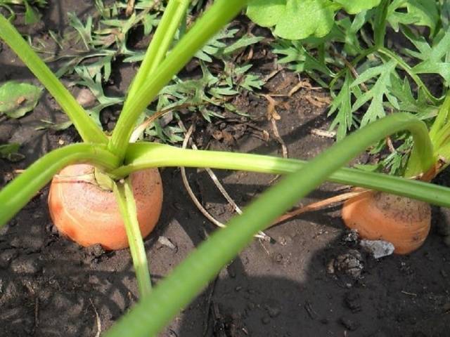 How to plant carrots on toilet paper 