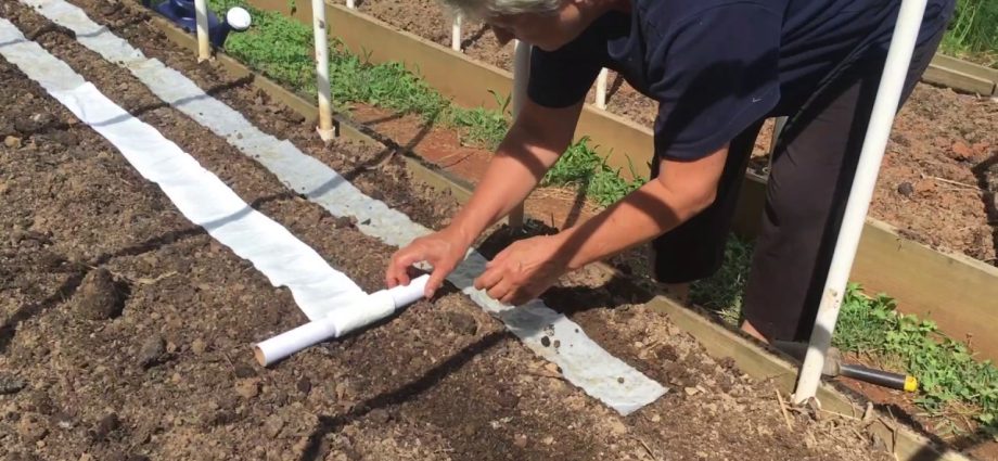 How to plant carrots on toilet paper 