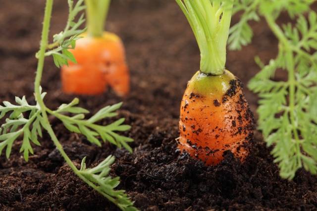 How to plant carrots so as not to thin out