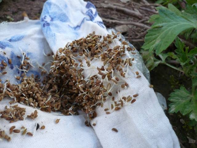 How to plant carrots so as not to thin out