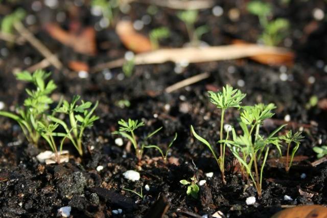 How to plant carrots so as not to thin out