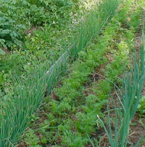 How to plant carrots so as not to thin out