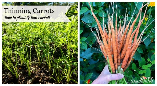 How to plant carrots so as not to thin out