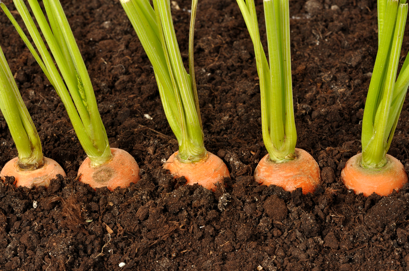 How to plant carrots so that they sprout quickly - plodovie.ru