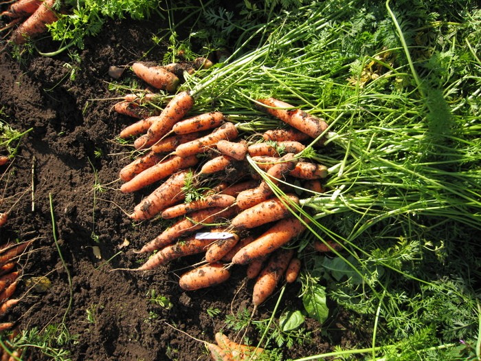 How to plant carrots so that they sprout quickly - plodovie.ru