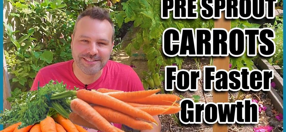 How to plant carrots so that they sprout quickly &#8211; plodovie.ru