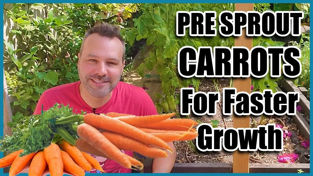 How to plant carrots so that they sprout quickly &#8211; plodovie.ru