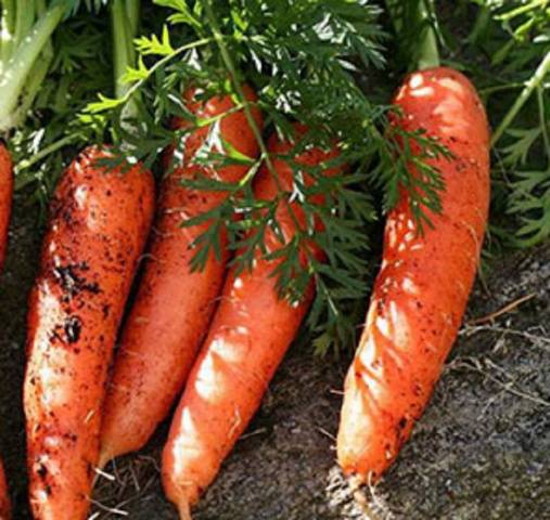 How to plant carrots to sprout faster 