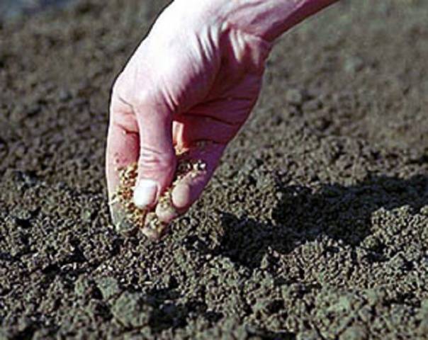 How to plant carrots to sprout faster 